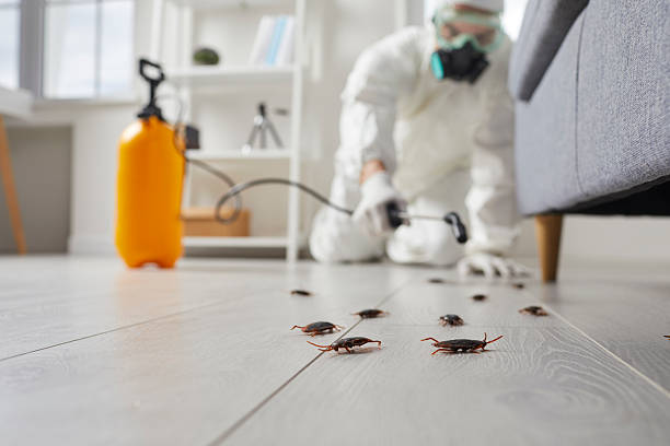 Post-Treatment Bed Bug Interceptor Monitoring in Lindsay